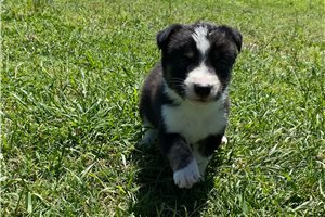 Jude - puppy for sale