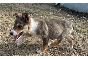 Carol - Border Collie for sale