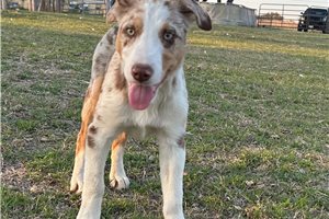 Charlie - Border Collie for sale