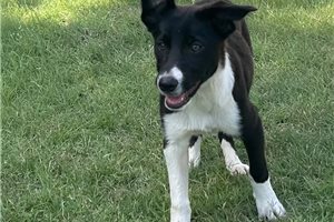 Delaney - Border Collie for sale