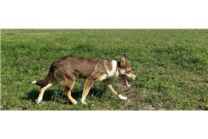 Carol - Border Collie for sale