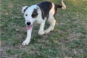 Cyrus - Border Collie for sale