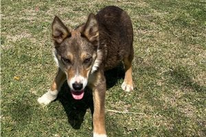 Carol - Border Collie for sale