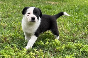 Destiny - Border Collie for sale