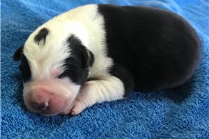 Wells - Border Collie for sale