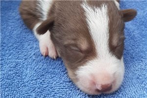 Andre - Border Collie for sale