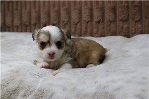 Elijah - Chihuahua for sale