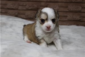 Elijah - Chihuahua for sale