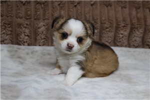 Ezra - Chihuahua for sale