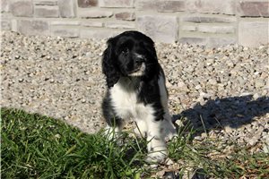 McHenry - Cocker Spaniel for sale