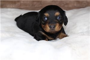 Dillie - Dachshund, Mini for sale