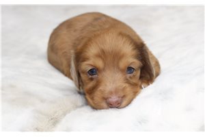 Kaia - Mini Dachshund for sale
