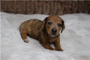 Jasmine - puppy for sale