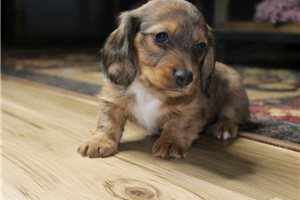 Fernanda - puppy for sale