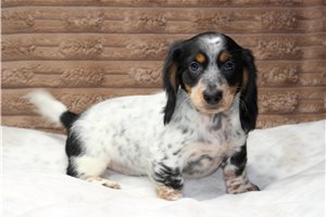 Pedro - Mini Dachshund for sale
