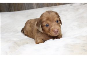 Kadeelyn - puppy for sale