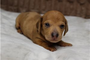 Justin - Dachshund, Mini for sale
