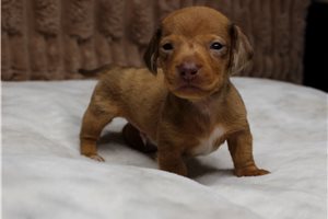 Josiah - puppy for sale