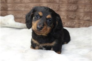 Dillie - Dachshund, Mini for sale