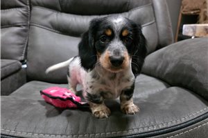Pedro - Dachshund, Mini for sale