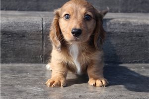 Flint - Dachshund, Mini for sale