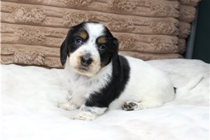 Pedro - Dachshund, Mini for sale