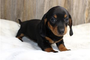 Yasmine - Mini Dachshund for sale