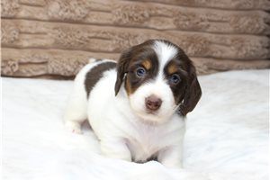 Poof - puppy for sale