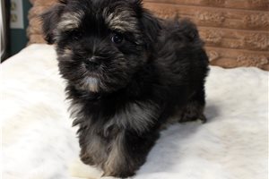 Ronaldo - Havanese for sale