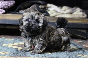 Jefferson - puppy for sale