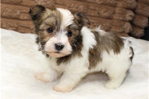 Rudy - Havanese for sale