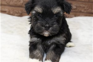 Ronaldo - Havanese for sale
