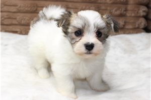 Raine - puppy for sale