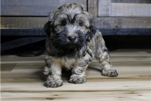 Gidget - Havanese for sale