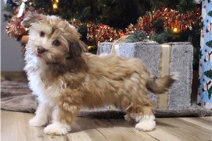 Heidi - Havanese for sale
