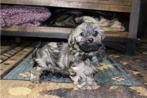 Jeeves - Havanese for sale