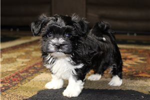 Hector - puppy for sale