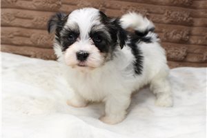 Rosie - puppy for sale