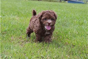 Gizmo - Havapoo for sale