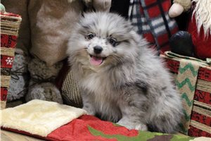 Soren - Pomeranian for sale