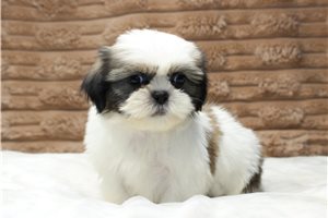 Ivan - Shih Tzu for sale