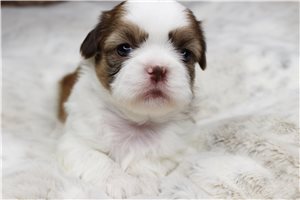 Casey - Shih Tzu for sale