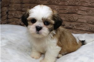 Koen - Shih Tzu for sale