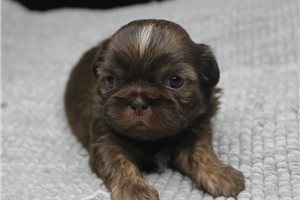 Issac - puppy for sale