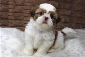 Casey - Shih Tzu for sale