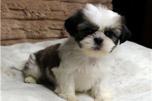 Ivan - puppy for sale