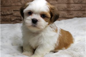 Kurt - Shih Tzu for sale