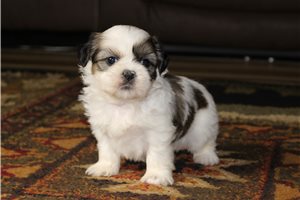 Leona - Shih Tzu for sale