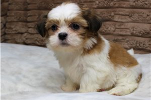 Kelvin - Shih Tzu for sale