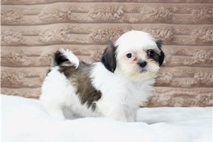 Isabelle - Shih Tzu for sale